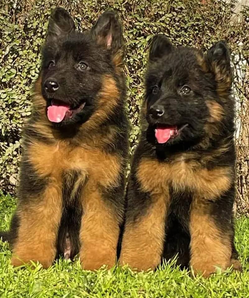 German Shepherd 1
