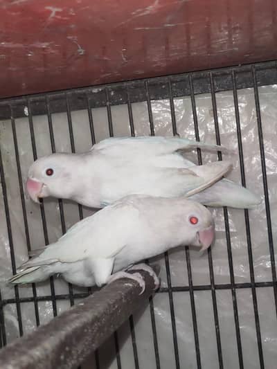 complete setup sale karna