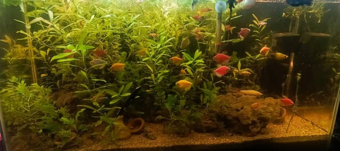 Aquarium Plants Bunch