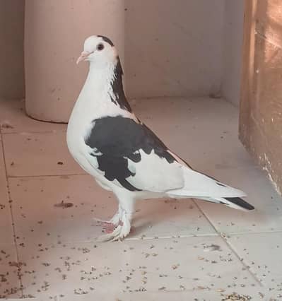 Breeder Fancy Pegion Pair with 2 Chicks and 1 Egg For Sale