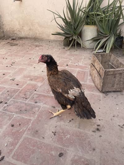 Kurak murgi , aseel murgi