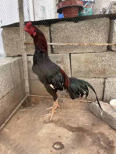 Aseel healthy and active ha WhatsApp number 03169689608