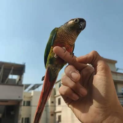 Pineapple Conure