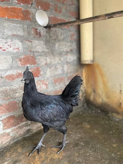 Ayam Cemani Breader male With 3 females