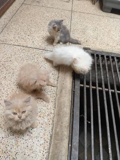 purcian punch face kittens