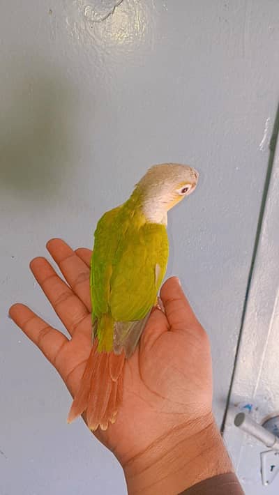 Pineapple conure fully tamed self chicks for sale high red factor