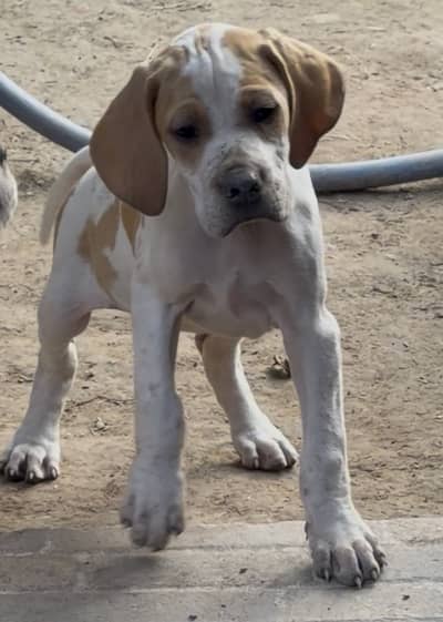 English pointer female pup!