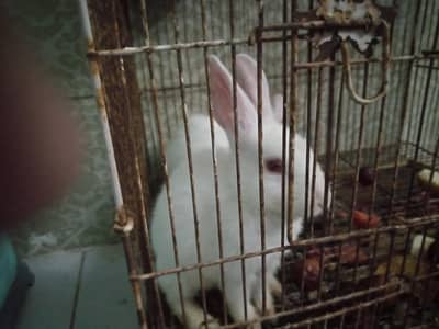 Rabbit for sale pair male and female