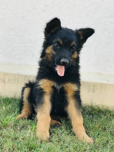 Germen shehperd female for sale
