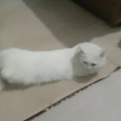 long hair triple coted