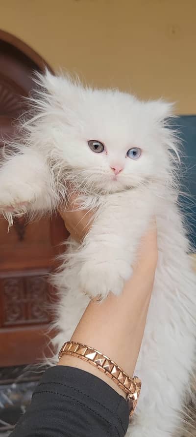 CUTE HEALTHY TRIPPLE COAT KITTEN ODD EYES (ONLY FOR SERIOUS FAMILY)