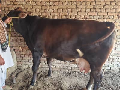 جرسی کراس گائے