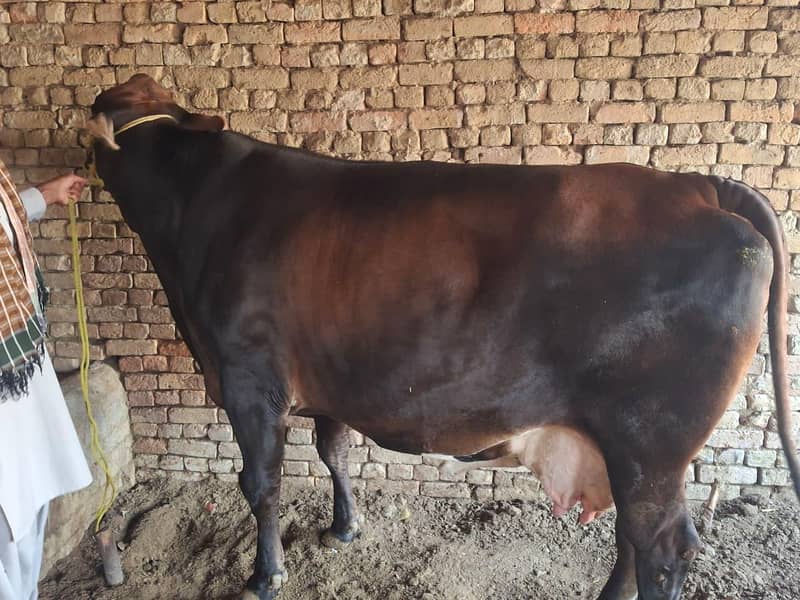 جرسی کراس گائے 1