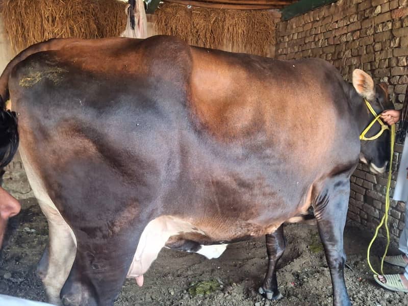 جرسی کراس گائے 3