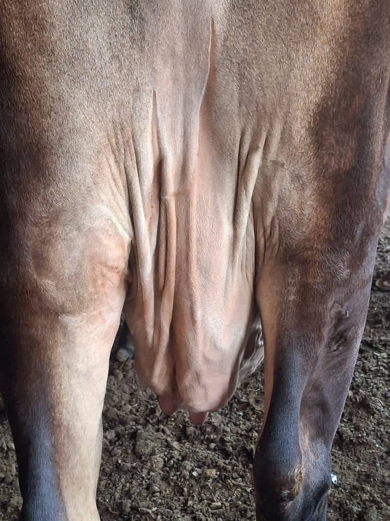 جرسی کراس گائے 4