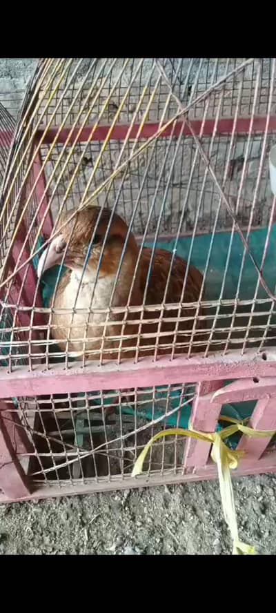 irani and dakhni  pair