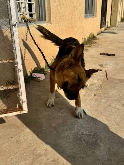 German Shepherd dog female