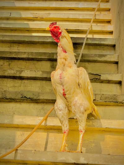 High quality long hight cheena sindhi aseel murga