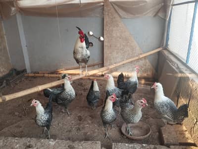 Pure Misri Hen (Egyptian Fayoumi)