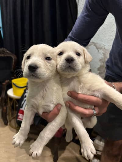 White Labrador retreived Puppies