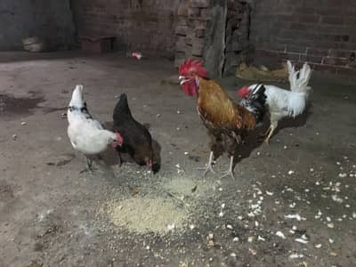 Desi Hens