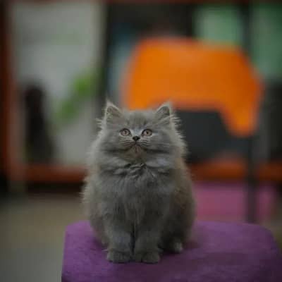 CASH ON DELIVERY [TRIPLE COATED PUNCH FACE ] SMOKEY GREY KITTENS