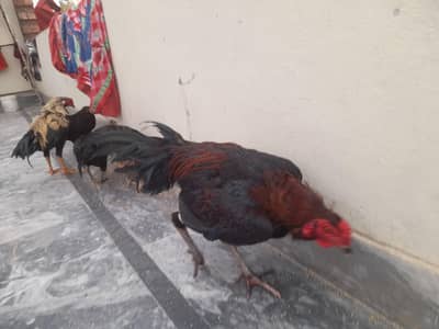 1 aseel murga ولایتی