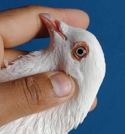 patti wala white pigeon White eye's