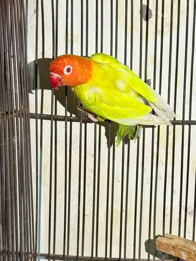 Green Pale fellow female with dna