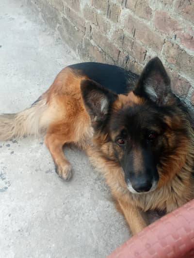 German shepherd breeder female