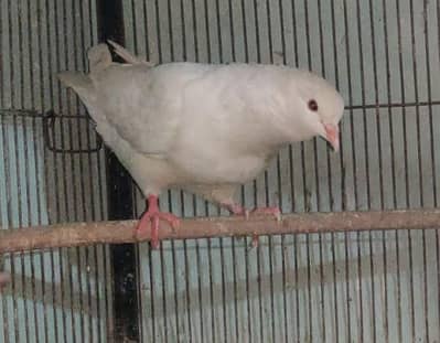 fancy king size pigeon