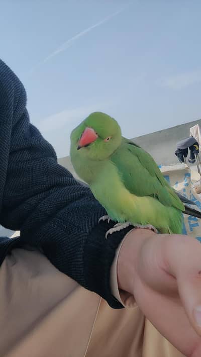 Indian Green parrot female