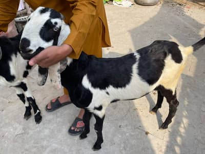 Imported Beetal Male Pair