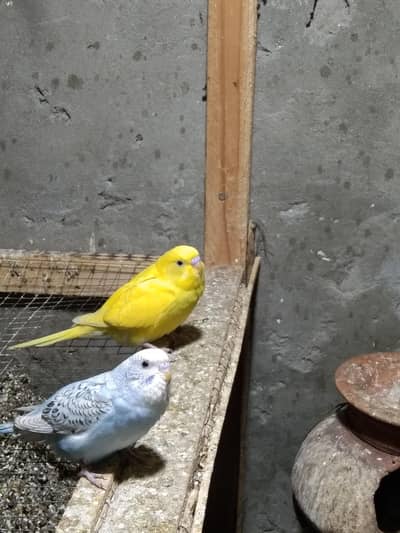 پٹھے فورسیل