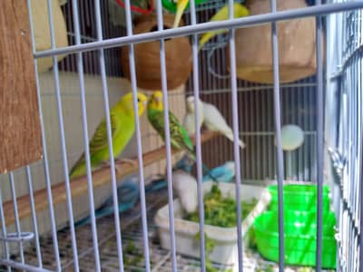Healthy budgies for sale