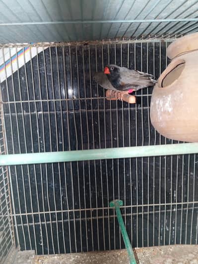 Full 3b pair ,3b male and female , active adult, BFBCBB