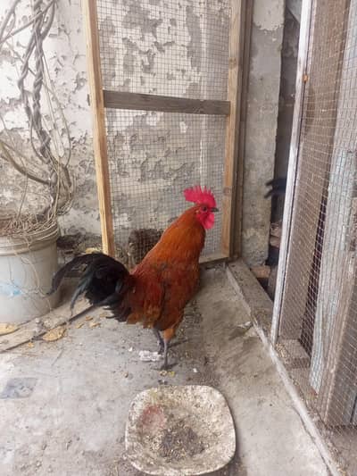 young healthy murgha rooster
