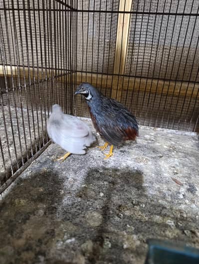 Chinese painted Quil