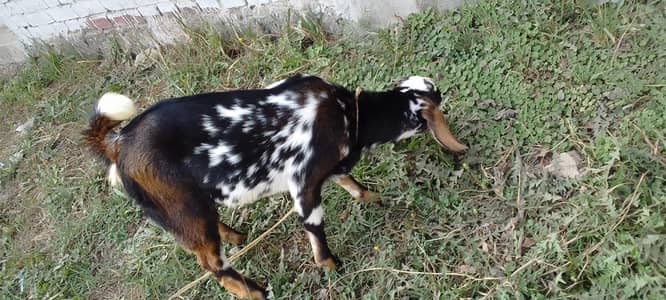 Bakri with Bakra for sale serious people contact me