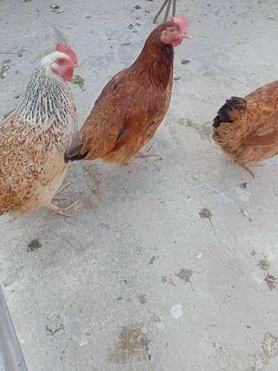 andy wali murgiyan (3)