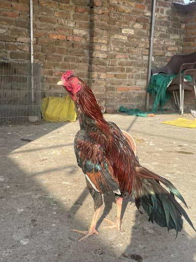 Aseel high quality for sale