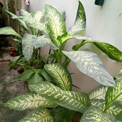 plants for sale