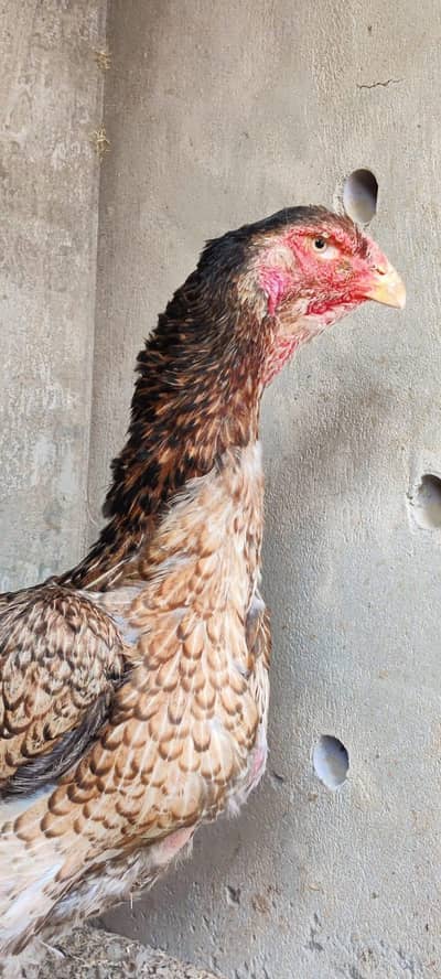 shamo aseel for sale