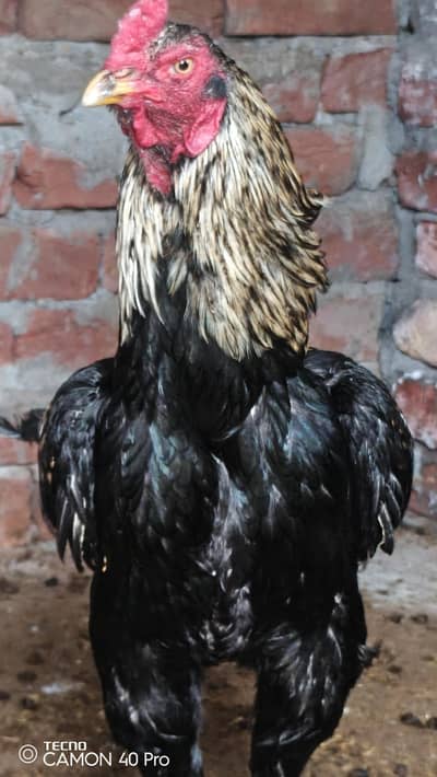 03240449537 aseel java age 18 month