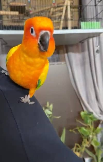 Sun conoure Red factor