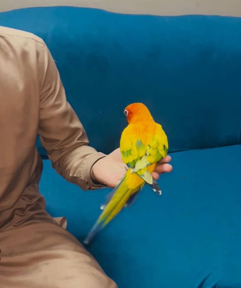 Sun conoure Red factor 1