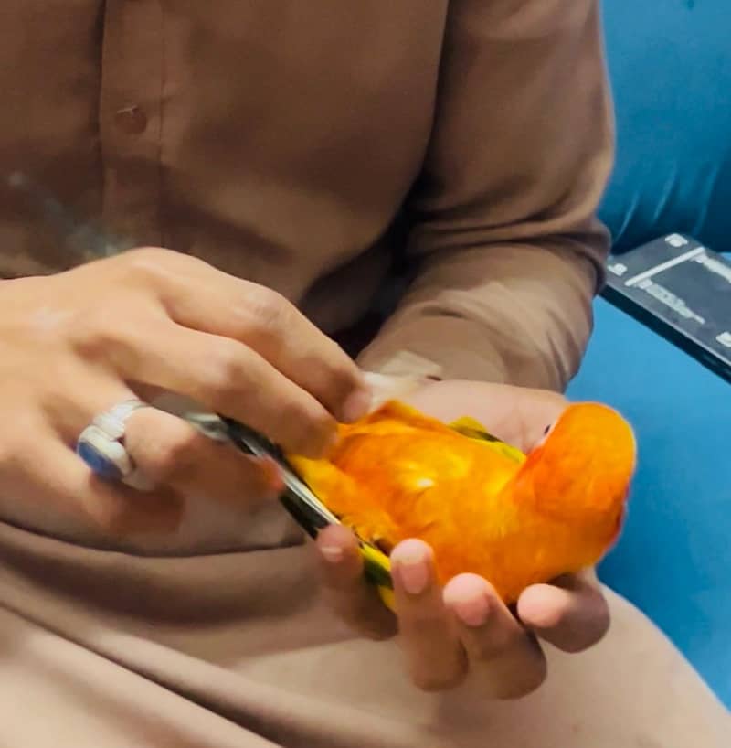 Sun conoure Red factor 4