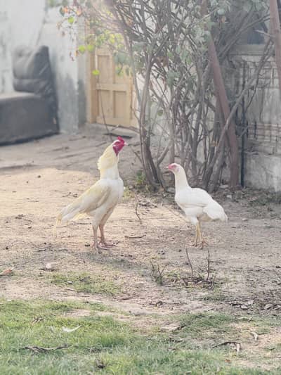 Heera Aseel chicks & pathay