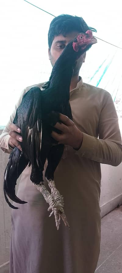 mushka aseel available for sale