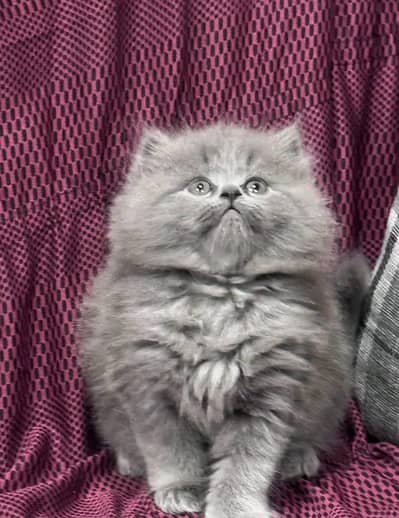 Cat | Kittens | Persian Cat Baby | ωâtsp /\/\€ 06 | 5୨8 | 6719
